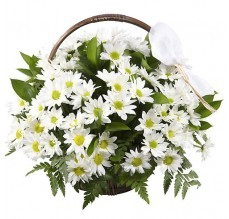 Cesta de Margaritas Blancas