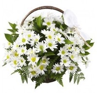 Cesta de Margaritas Blancas
