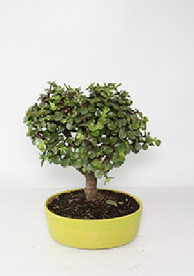 Bonsai Hade Monedita Mini 3 Años Flores a domicilio en Bogotá Pedido Con Un Dia De Anticipado