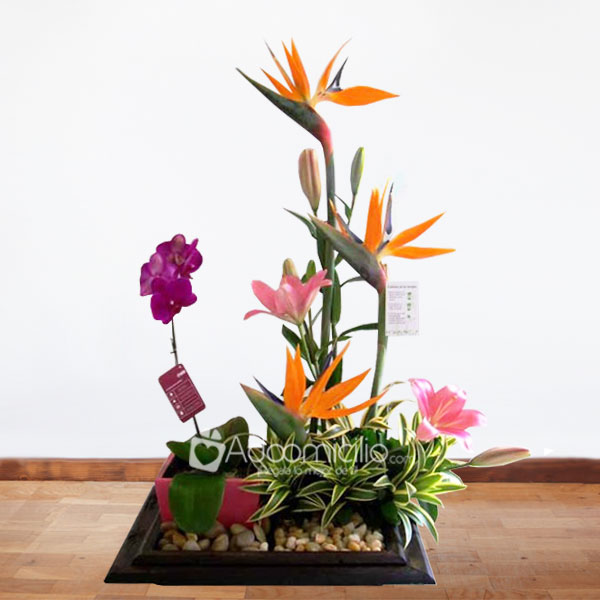 Arreglos florales a domicilio en bogota Arreglo floral Jardinera Exotico y planta de orquidea