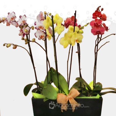 Orquideas Phalaenopsis 1 Vara Con Matera por 3