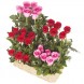 Ramo de rosa en grupo Flores Cartagena