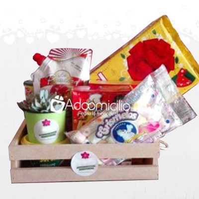 Detalles para navidad en Bucaramanga Ancheta suculenta