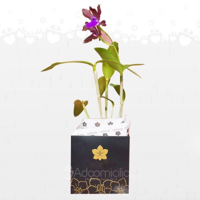 Orquidea Amor y Amistad a Domicilio en Bucaramanga