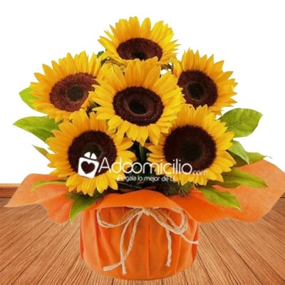 Encanto De Girasoles A Domicilio En Cali 