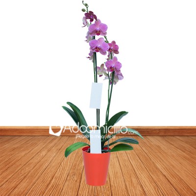 Arreglos florales a domicilio en Bogota Orquídea supreme Dame Blanche matera plástica