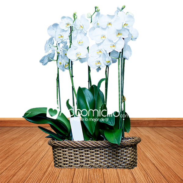 Arreglo con 3 orquídea supreme Color selección cultivo A Domicilio En Bogota
