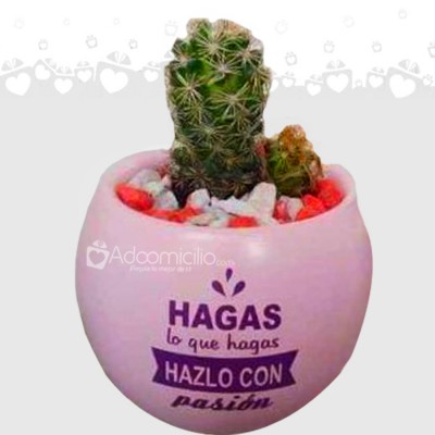 Suculenta o cactus con matera personalizada día de la mujer a domicilio Bogotá pedido con 1 día de anticipacion
